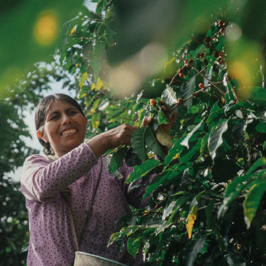 Bolivia Caranavi Aljiri