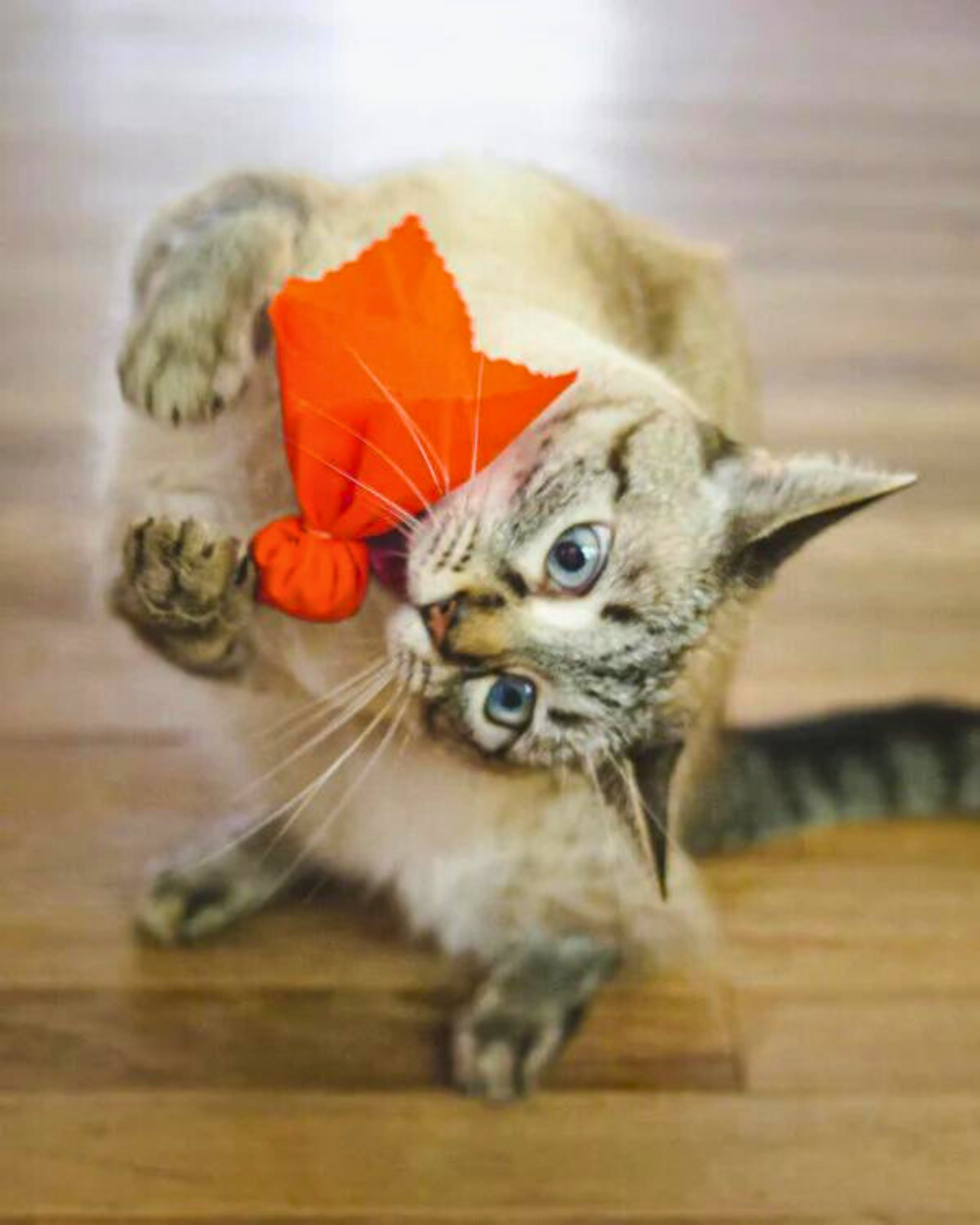 Catnip Bundles