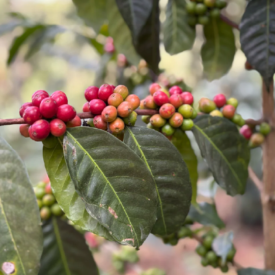 Ethiopia Bette Buna Natural