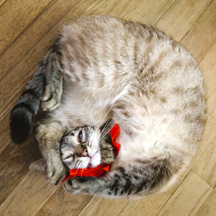 Catnip Bundles