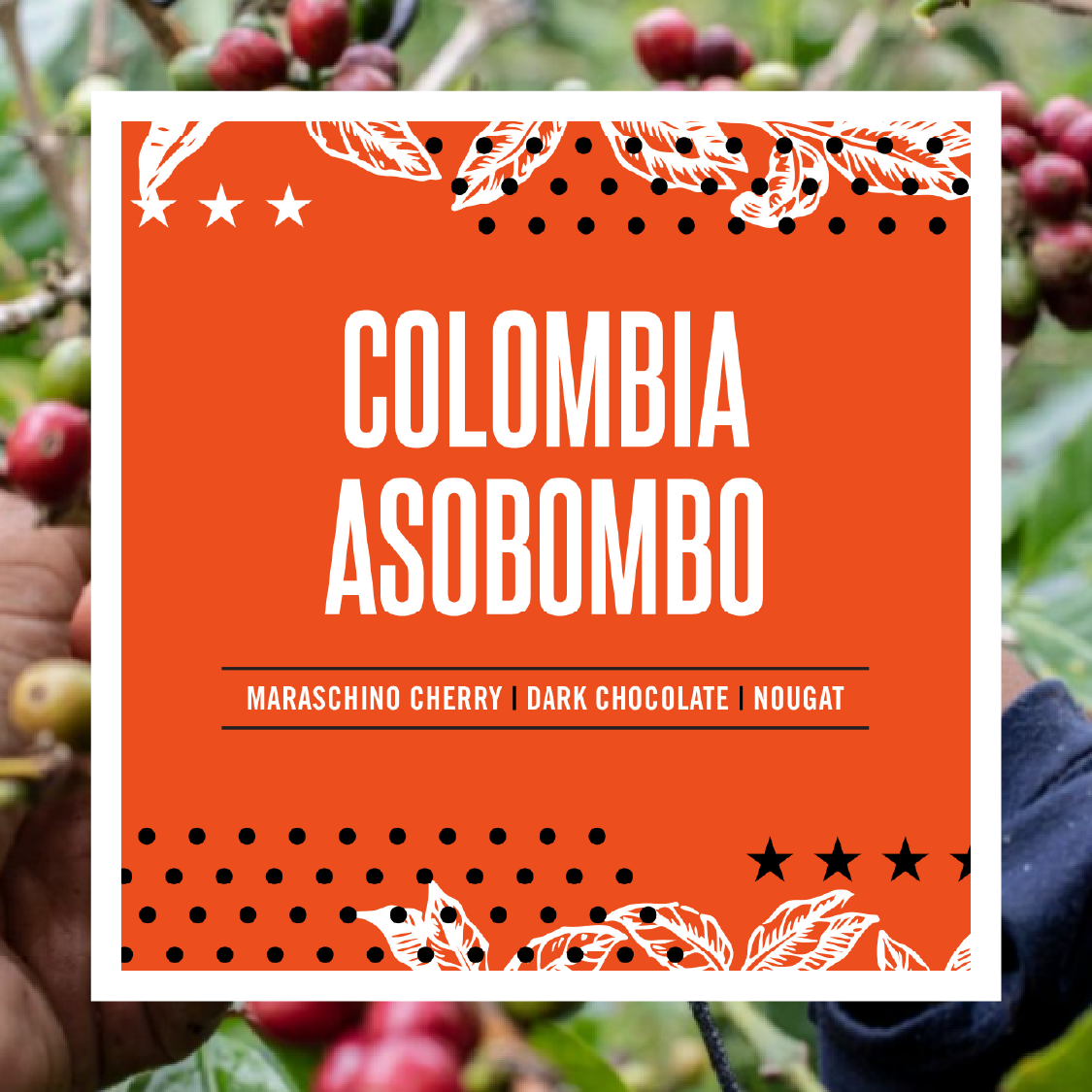 Colombia Asobombo – The Coffee Fox Roasting Co.