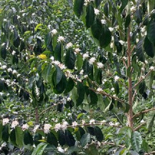 Colombia El Silencio Pink Bourbon