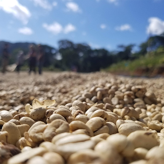 Nicaragua Selva Negra