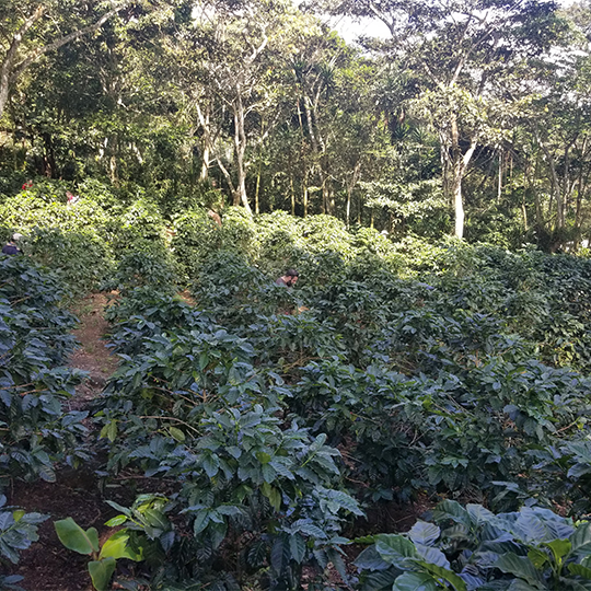 Nicaragua Selva Negra