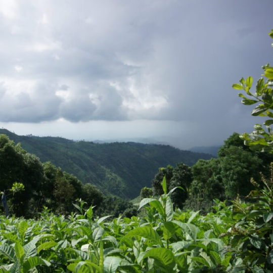 East Java Walida Natural