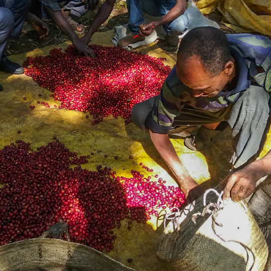 Ethiopia Limmu Kossa - Washed