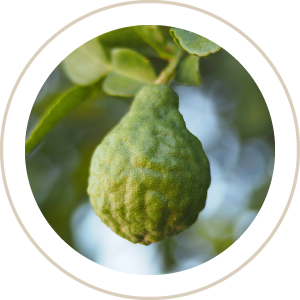 bergamot