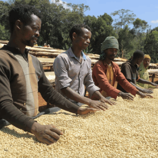 Ethiopia Rako - Washed