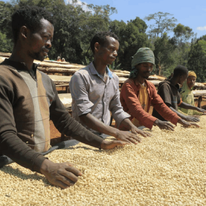 Ethiopia Rako - Washed