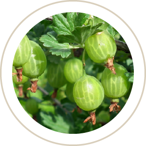 Gooseberry