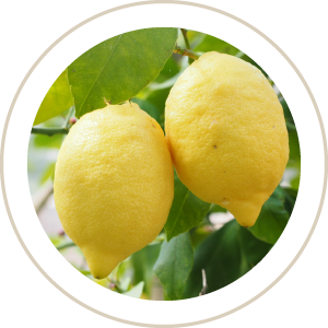 meyer lemon