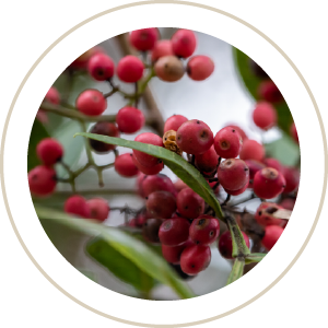 Pink Peppercorn