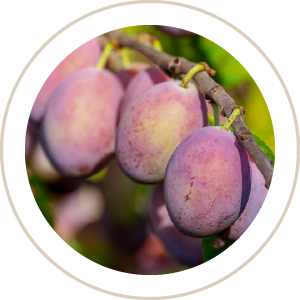 spiced plum