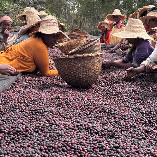 Ethiopia Bette Buna Natural