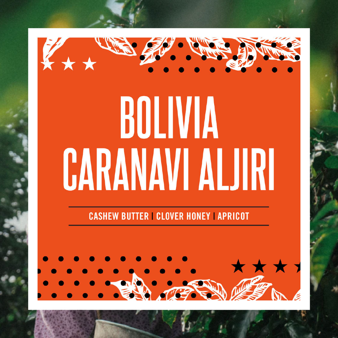 Bolivia Caranavi Aljiri
