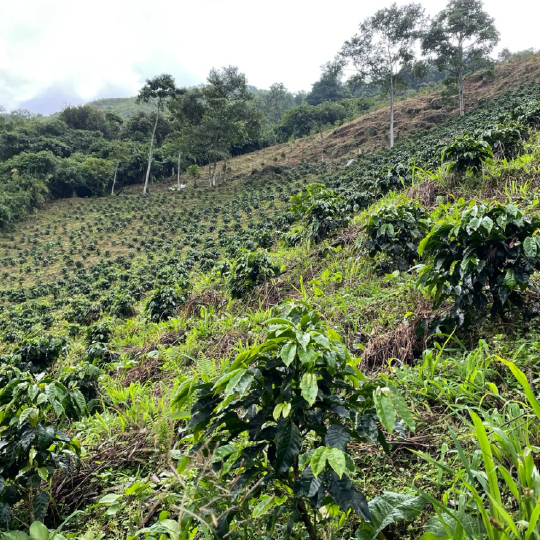 Colombia Gaitania