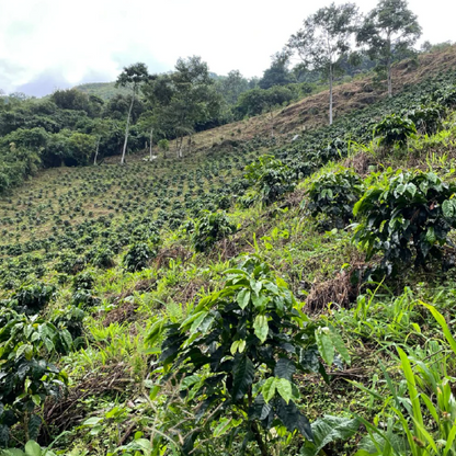Colombia Gaitania