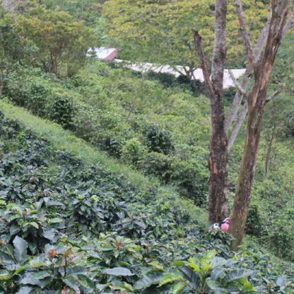 Colombia El Silencio Pink Bourbon