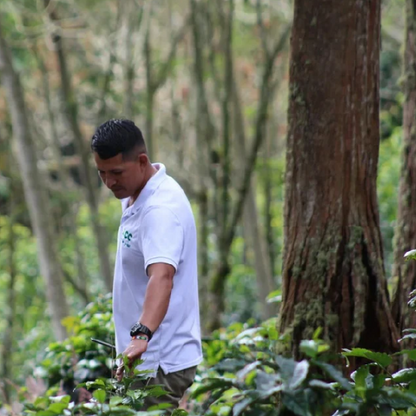 Colombia El Silencio Pink Bourbon