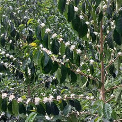 Colombia El Silencio Pink Bourbon
