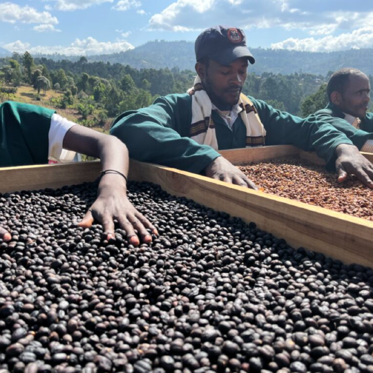 Ethiopia Shanta Golba Natural