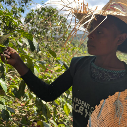 Ethiopia Shanta Golba Natural