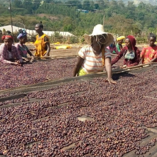 Ethiopia Oromia Union Washed