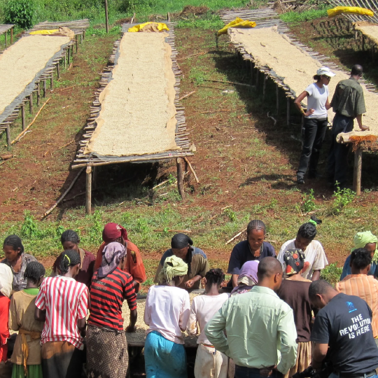 Ethiopia Oromia Union Washed