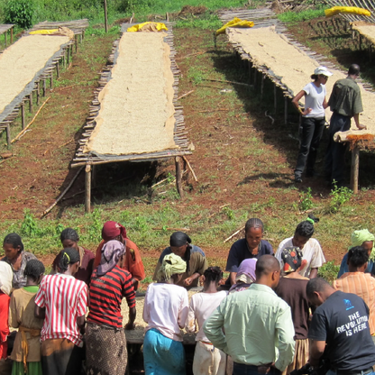 Ethiopia Oromia Union Washed