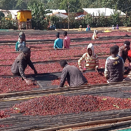 Ethiopia Oromia Union Washed