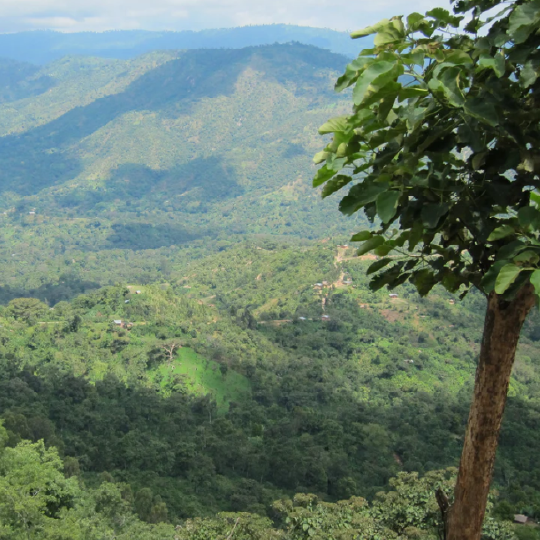 Ethiopia Oromia Union Washed