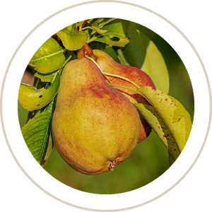 pear